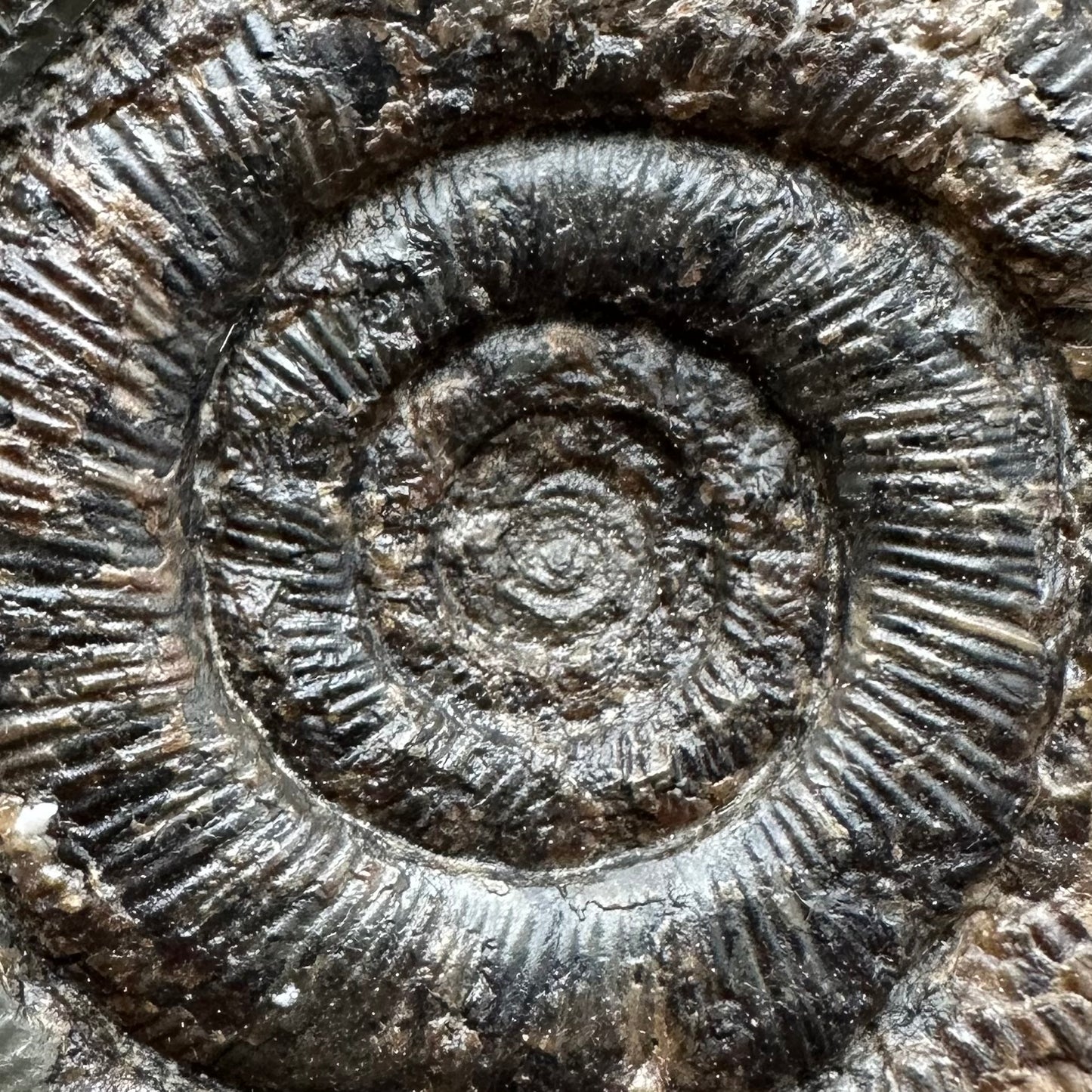 Dactylioceras tenuicostatum Ammonite fossil with box and stand - Whitby, North Yorkshire Jurassic Coast
