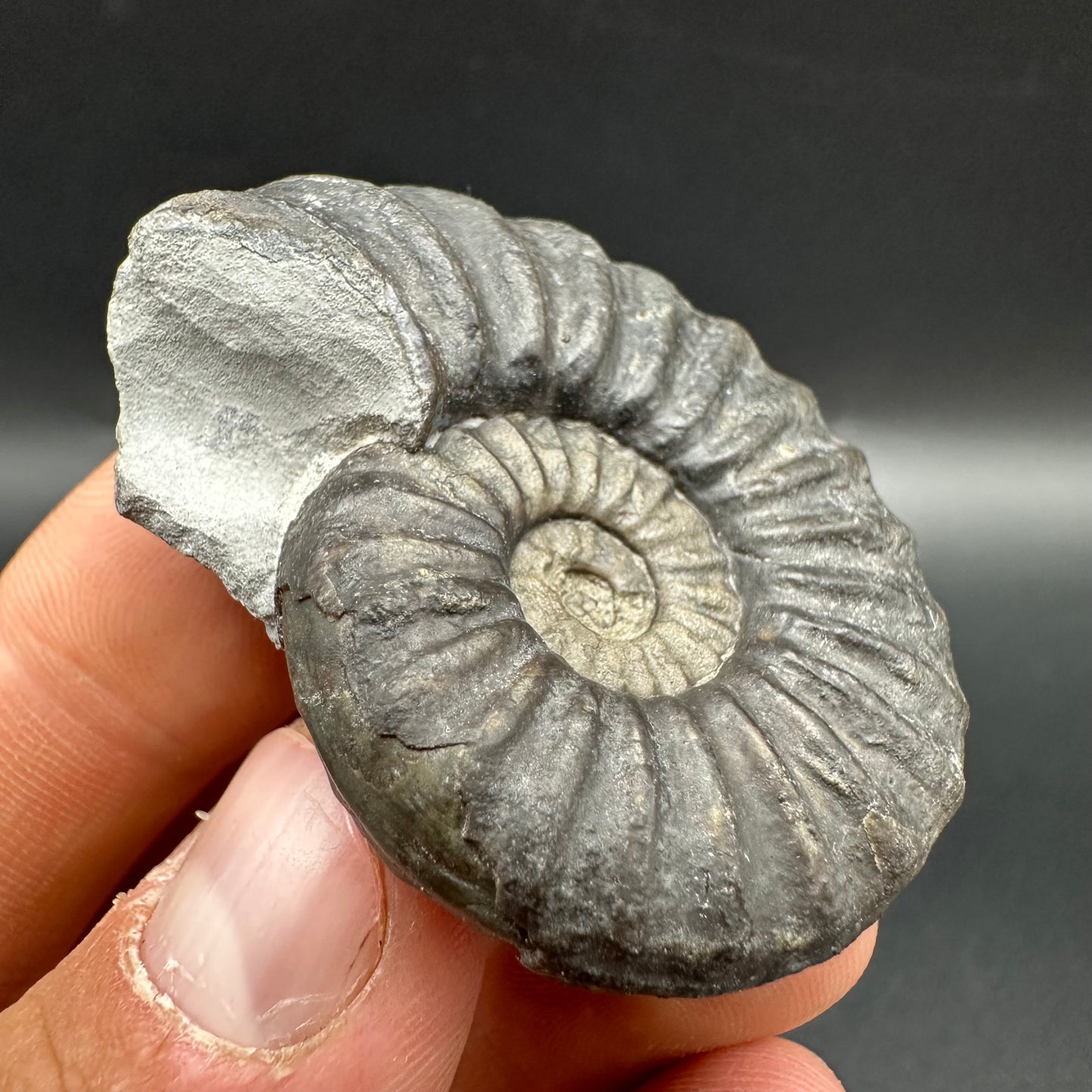 Asteroceras Ammonite fossil with box and stand - Whitby, North Yorkshire Jurassic Coast Yorkshire Fossils