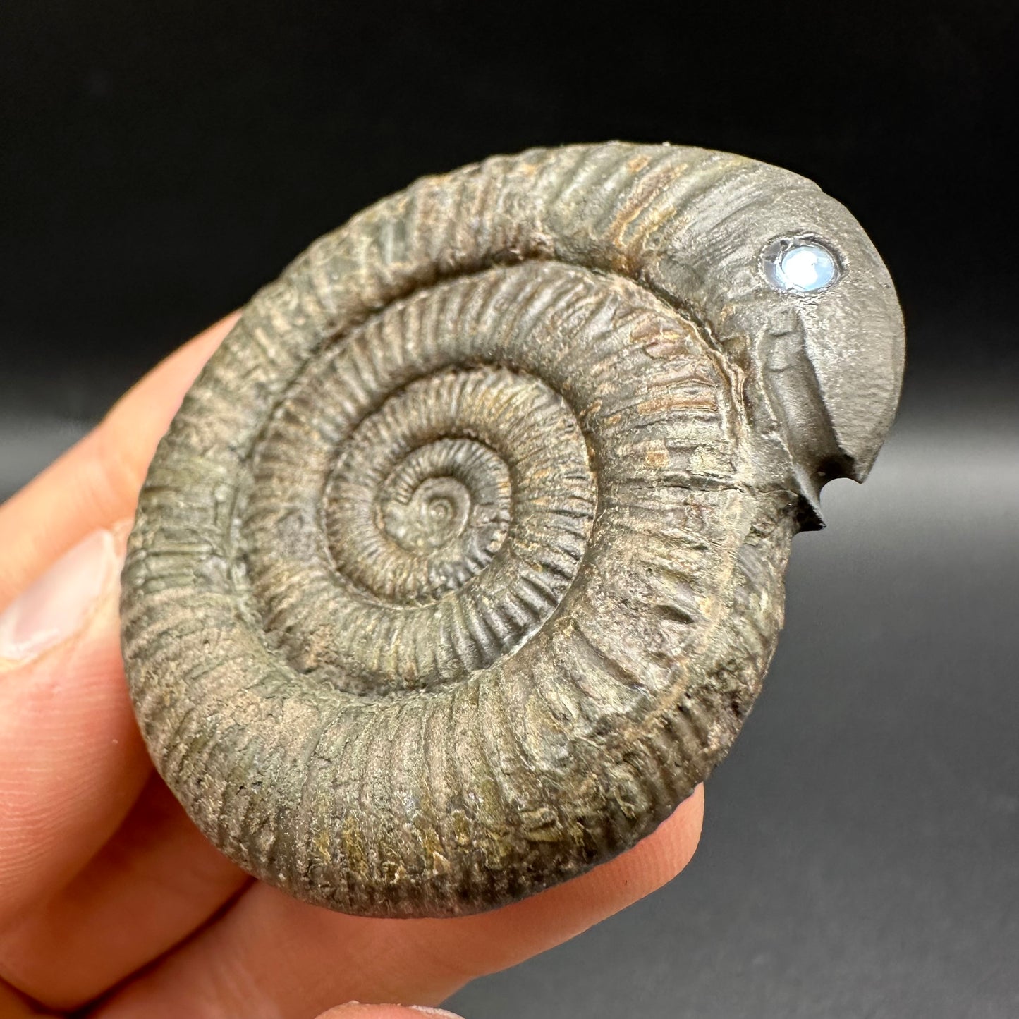 Snakestone Ammonite Fossil With Bag/Box And Stand - Whitby, North Yorkshire Jurassic Coast Yorkshire Fossils