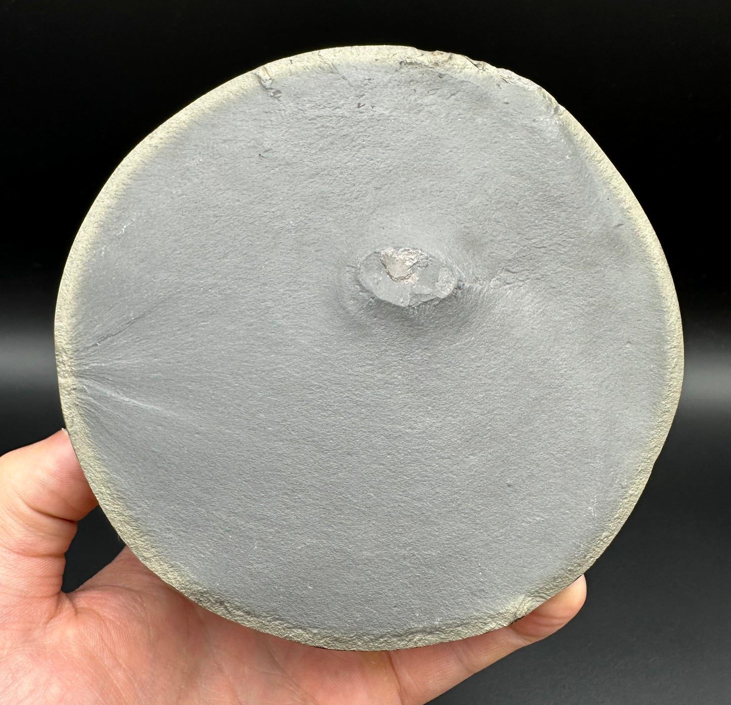 Golden Egg (GENUINE) Ammonite Fossil With Stand - Whitby, North Yorkshire Jurassic Coast Yorkshire Fossils