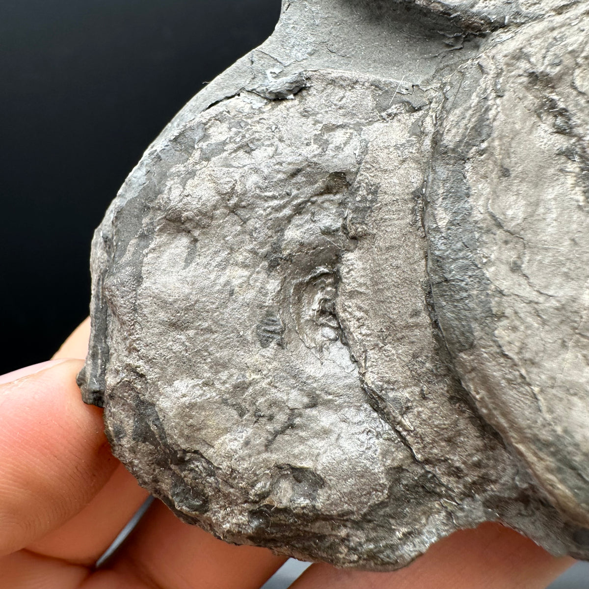 Ichthyosaur Vertebrae fossil with box and stand - Whitby, North Yorkshire Jurassic Coast, Yorkshire fossils found on the Jurassic Coast