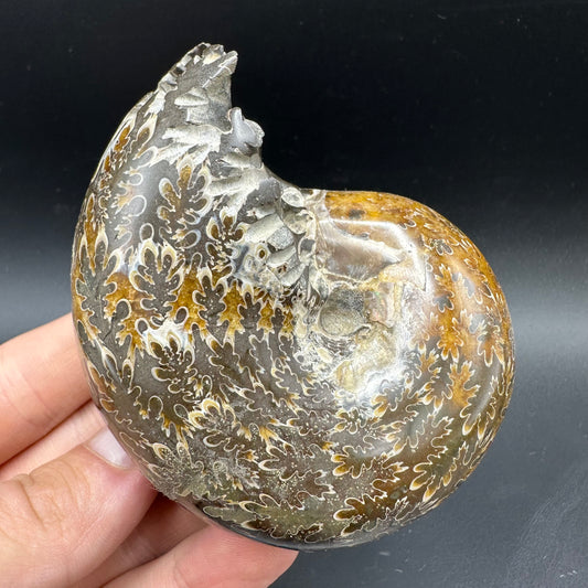 Phylloceras Ammonite Fossil With Box And Stand - Cretaceous Ammonite Madagascar