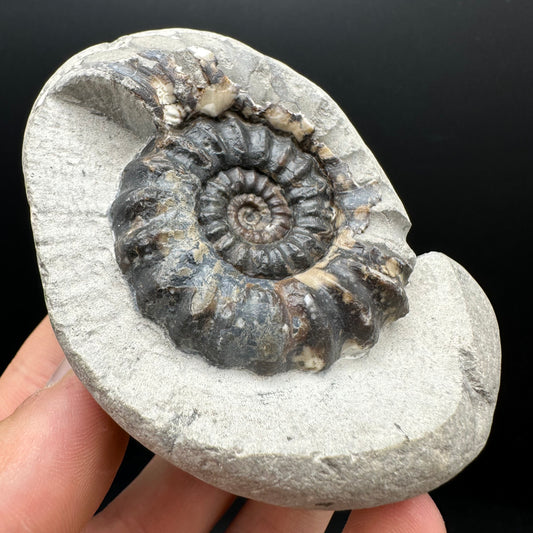 Androgynoceras maculatum ammonite fossil with box and stand - Whitby, North Yorkshire Jurassic Coast Yorkshire Fossils