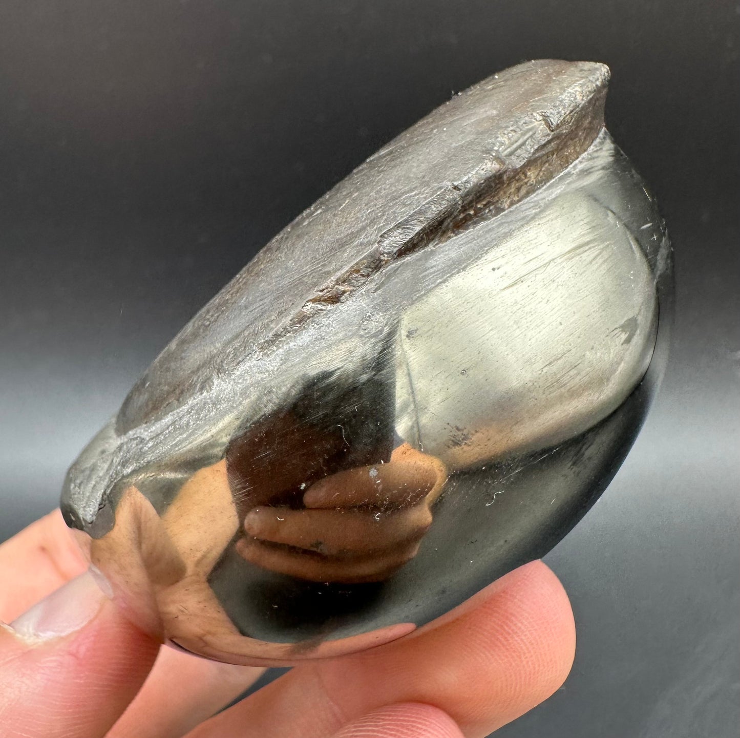 Golden Egg (GENUINE) Ammonite Fossil With Stand - Whitby, North Yorkshire Jurassic Coast Yorkshire Fossils