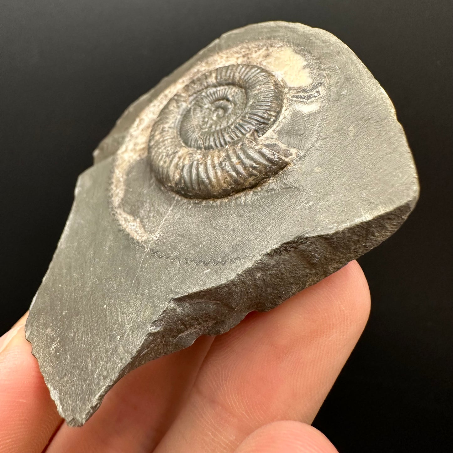 Dactylioceras Ammonite Fossil Gift Set - Whitby, North Yorkshire Jurassic Coast Yorkshire Fossils