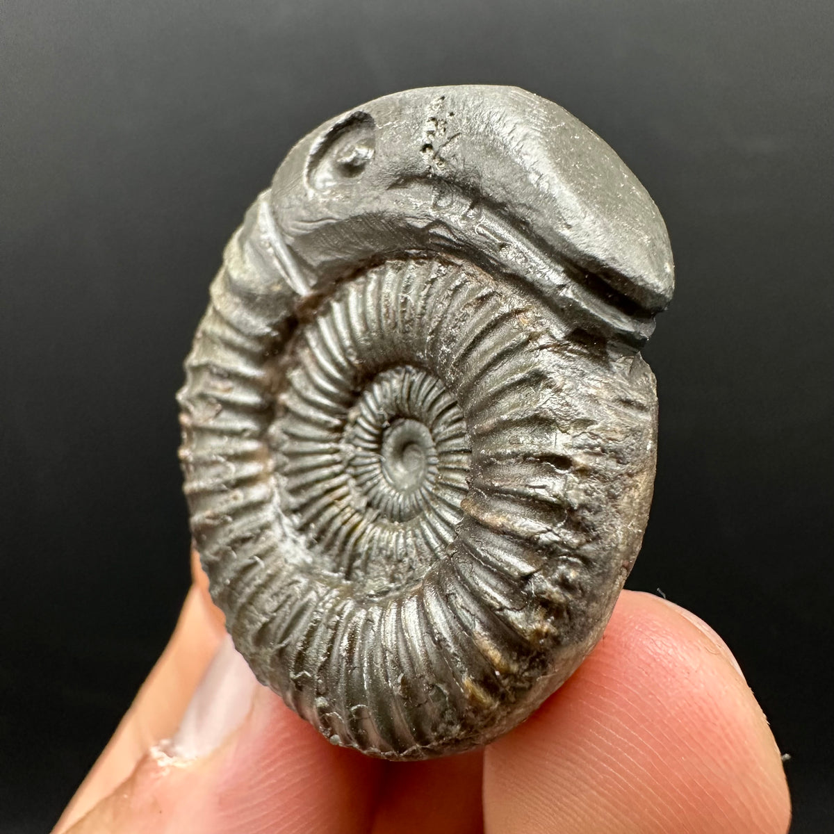 Snakestone Ammonite Fossil With Bag/Box And Stand - Whitby, North Yorkshire Jurassic Coast Yorkshire Fossils