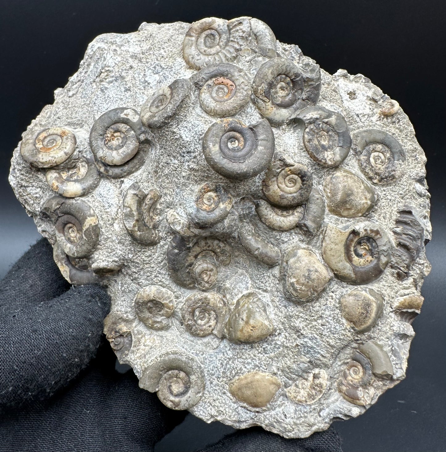 Psiloceras ammonite fossil with box and stand - Whitby, North Yorkshire Jurassic Coast, Yorkshire fossils