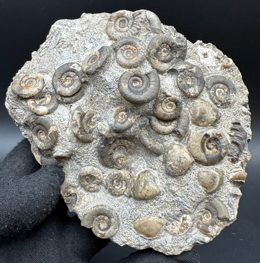 Psiloceras ammonite fossil with box and stand - Whitby, North Yorkshire Jurassic Coast, Yorkshire fossils