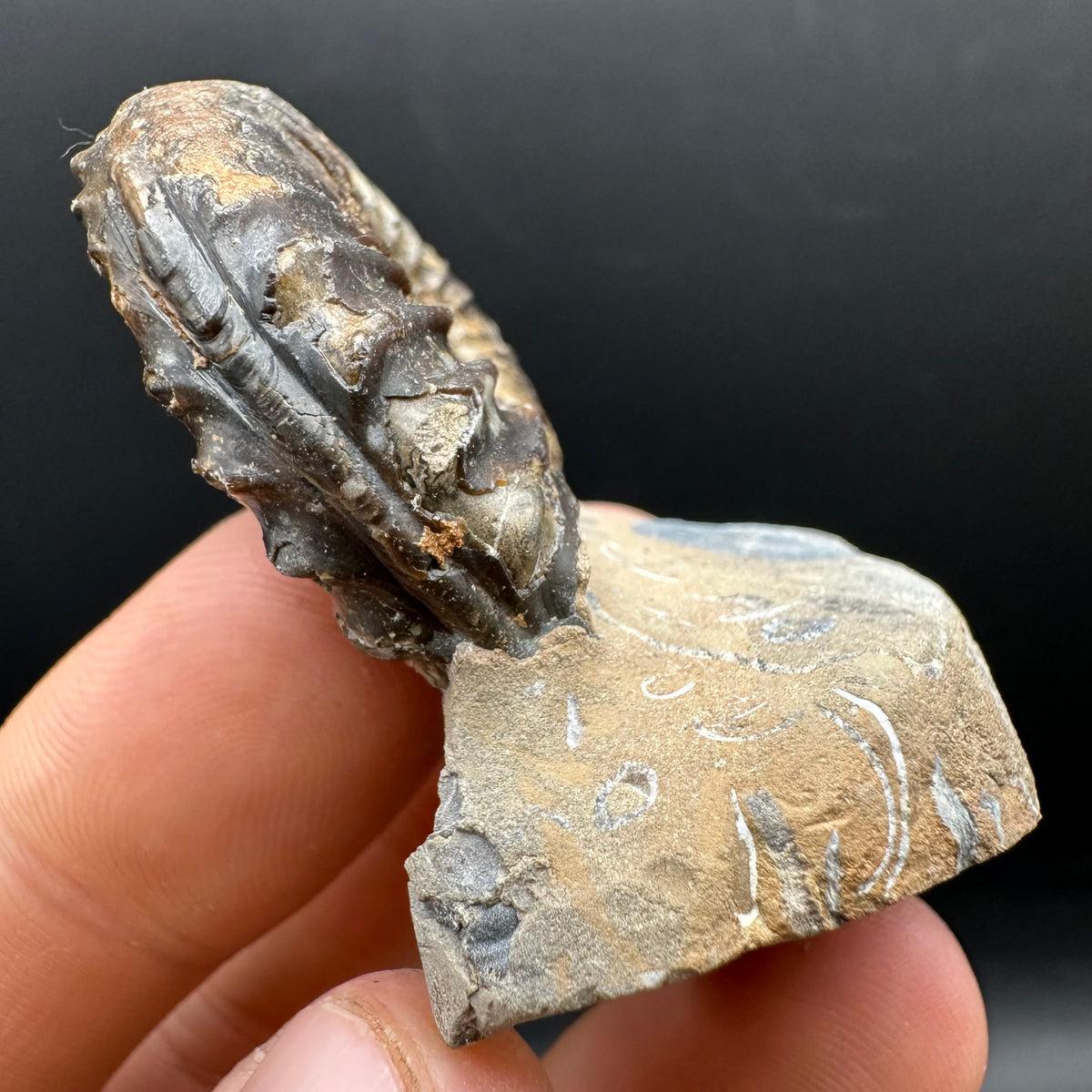Pleuroceras paucicostatum ammonite fossil with box and stand - Whitby, North Yorkshire Jurassic Coast Yorkshire Fossils