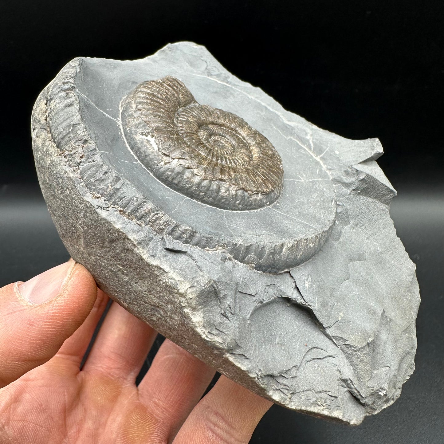 Zugodactylites Ammonite fossil with stand - Whitby, North Yorkshire Jurassic Coast, Yorkshire fossils