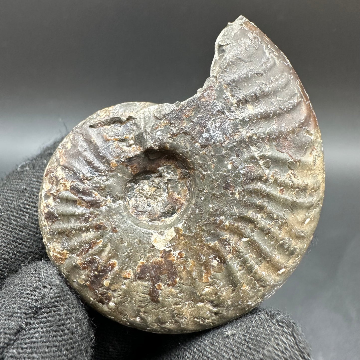 Pseudolioceras lythense Ammonite fossil with box and stand - Whitby, North Yorkshire, Yorkshire Fossils on the Jurassic Coast