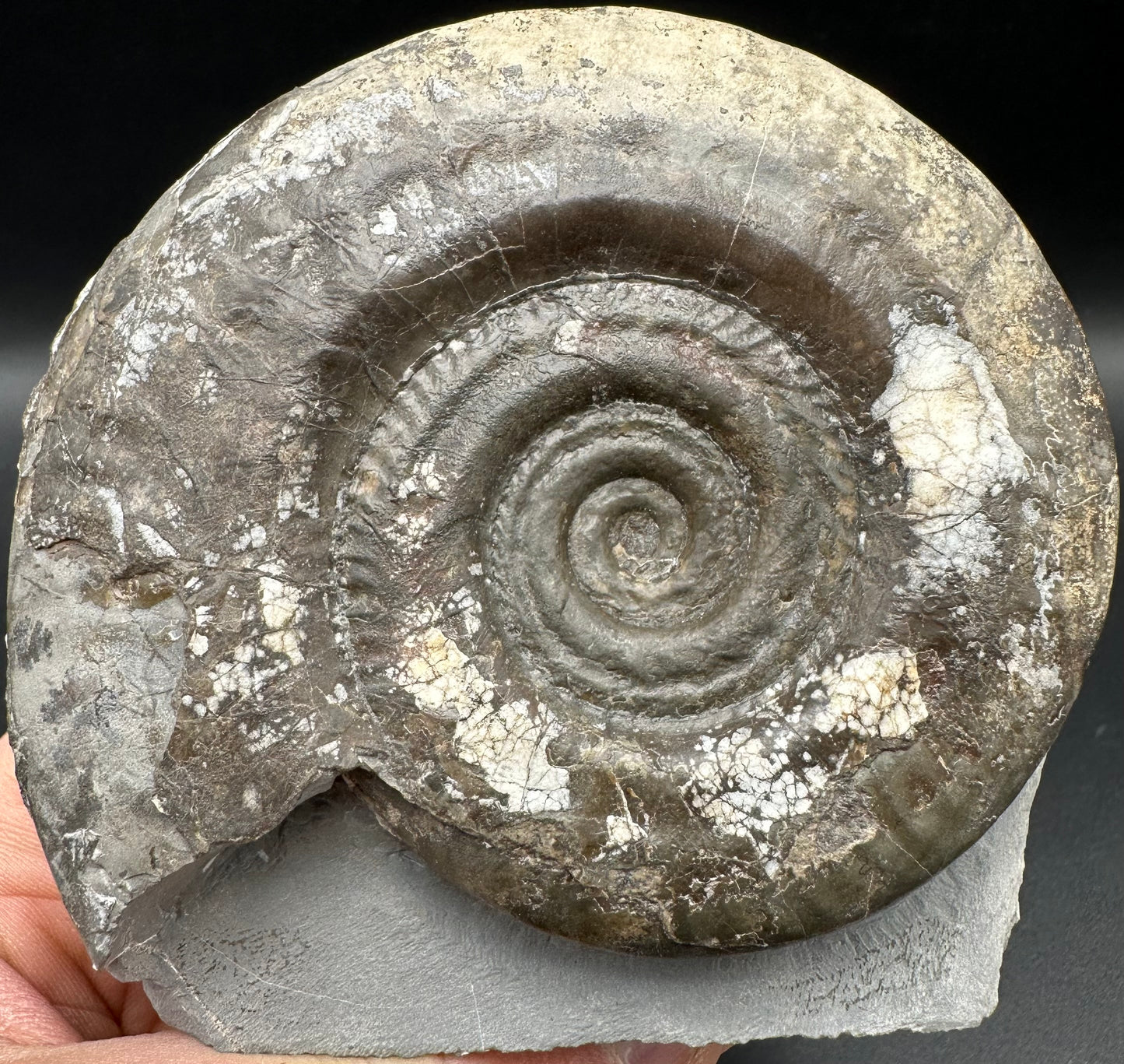 Hildoceras Bifrons Ammonite fossil with box and stand - Whitby, North Yorkshire Jurassic Coast, Yorkshire Fossils from the Jurassic Coast