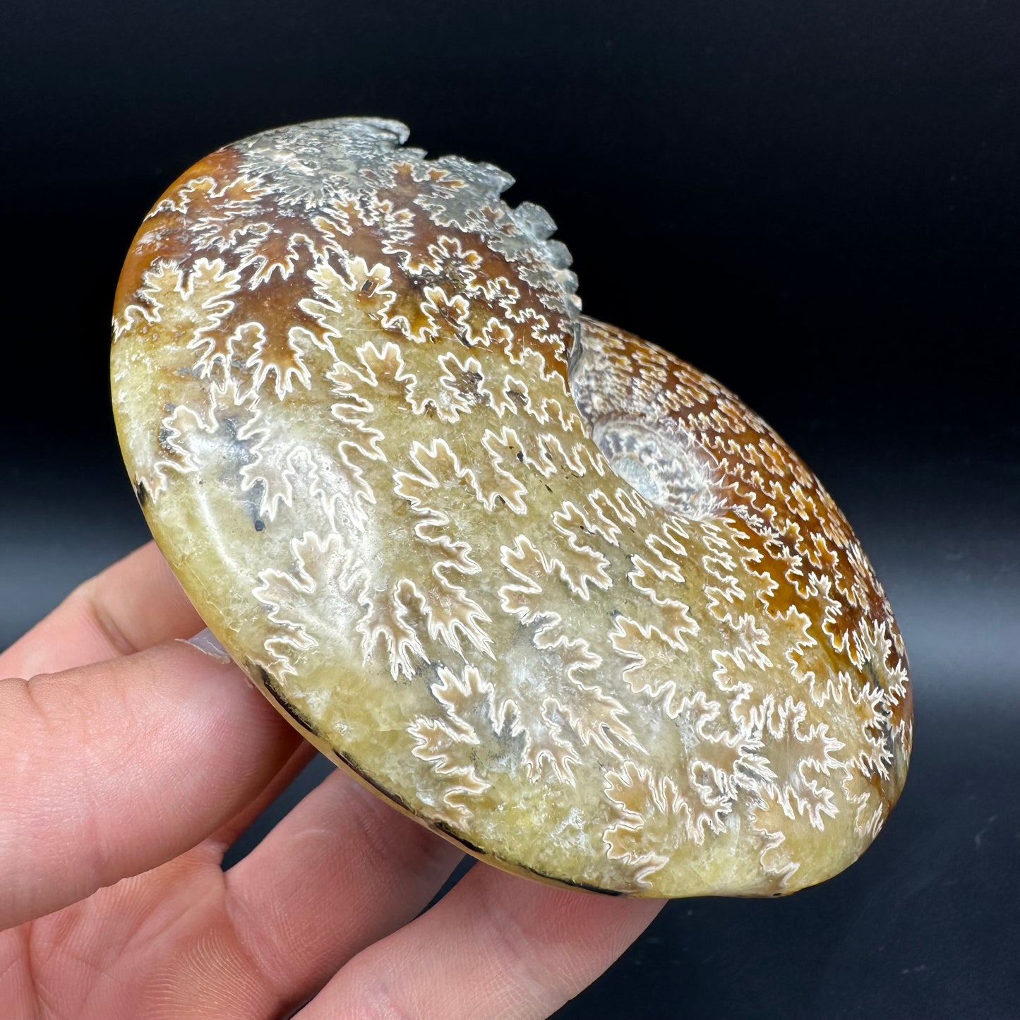 Cleoniceras Ammonite Fossil With Box And Stand - Cretaceous Ammonite Madagascar