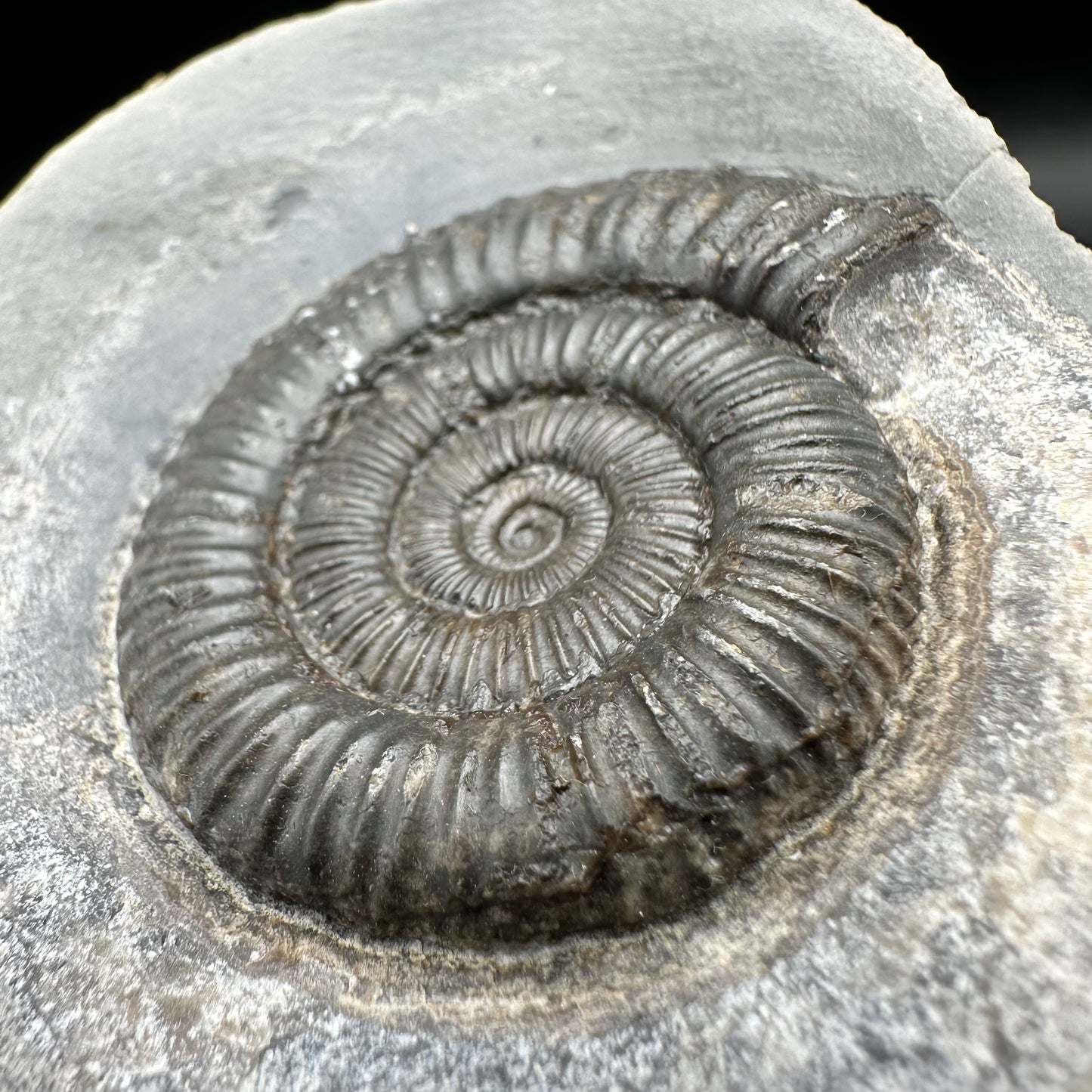 Dactylioceras Ammonite Fossil With Box And Stand - Whitby, North Yorkshire Jurassic Coast Yorkshire Fossils