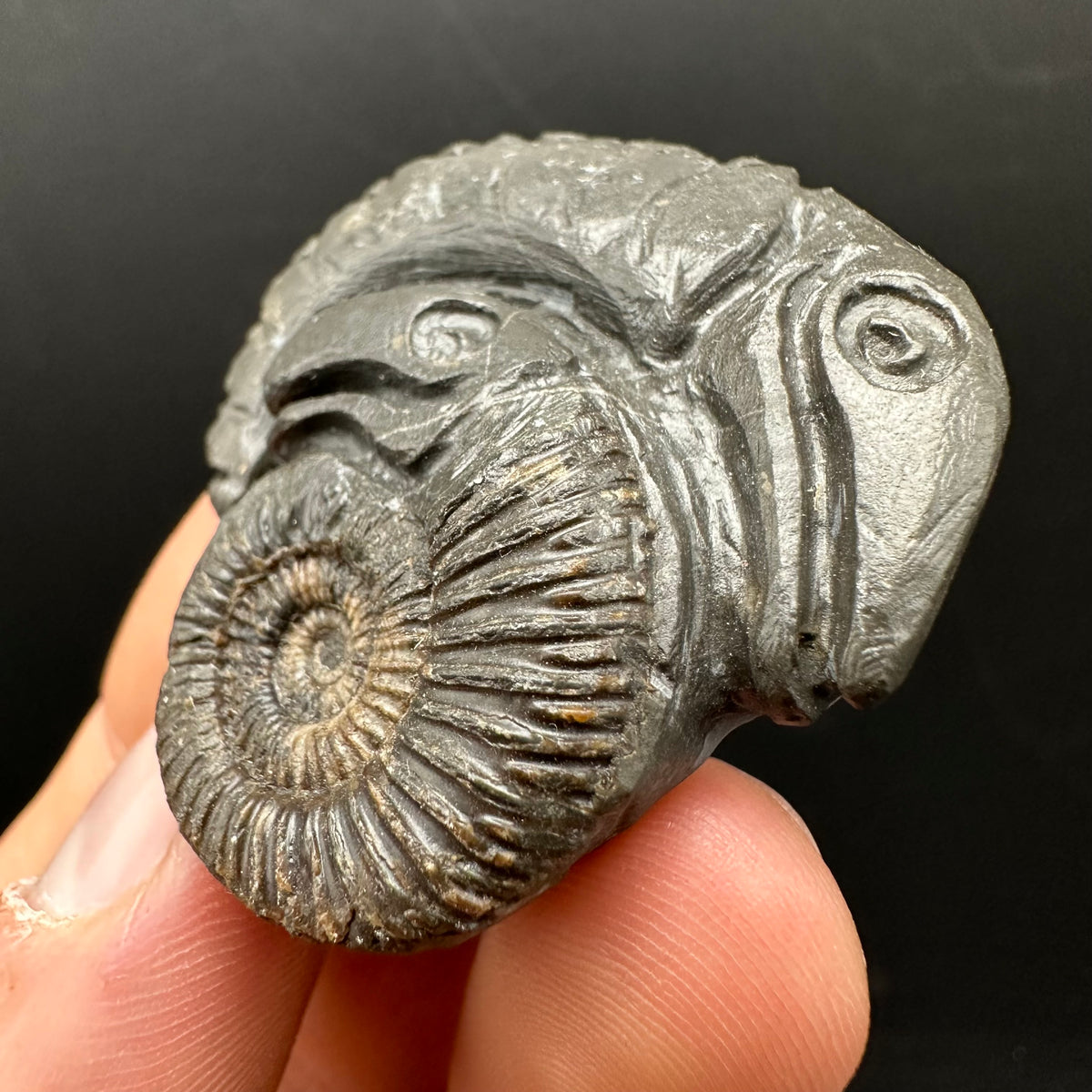 Hydra Snakestone Ammonite Fossil With Bag/Box And Stand - Whitby, North Yorkshire Jurassic Coast Yorkshire Fossils