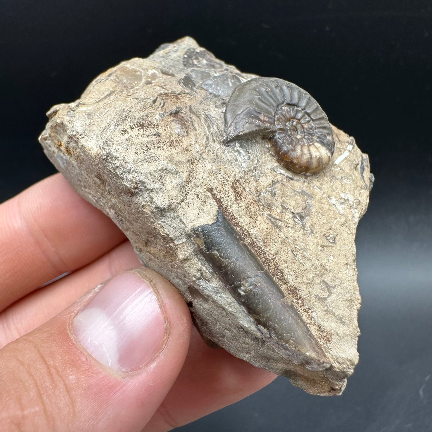 Amaltheus subnodosus Ammonite fossil with box and stand - Whitby, North Yorkshire Jurassic Coast Yorkshire Fossils