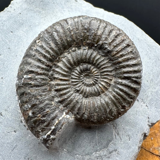 Zugodactylites ammonite fossil with box and stand - Whitby, North Yorkshire Jurassic Coast, Yorkshire fossils