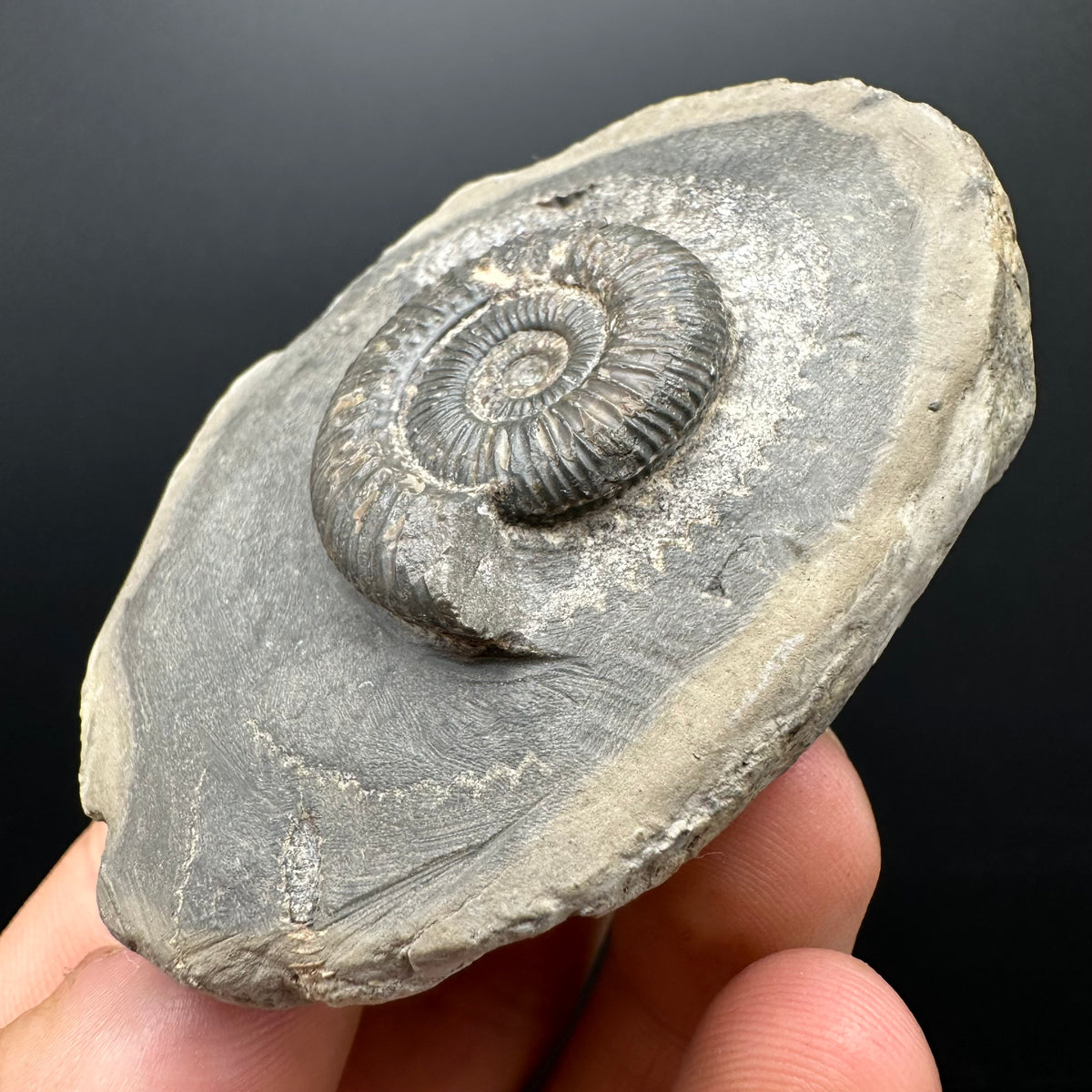 Dactylioceras Ammonite Fossil With box and Stand - Whitby, North Yorkshire Jurassic Coast Yorkshire Fossils