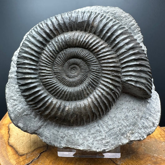 Dactylioceras Ammonite Fossil With box and Stand - Whitby, North Yorkshire Jurassic Coast Yorkshire Fossils