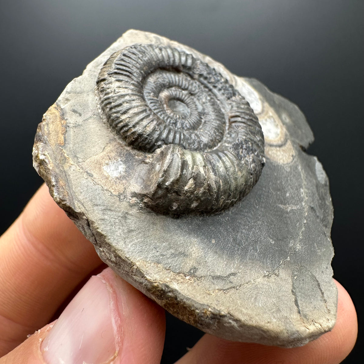 Dactylioceras Ammonite Fossil With box and Stand - Whitby, North Yorkshire Jurassic Coast Yorkshire Fossils