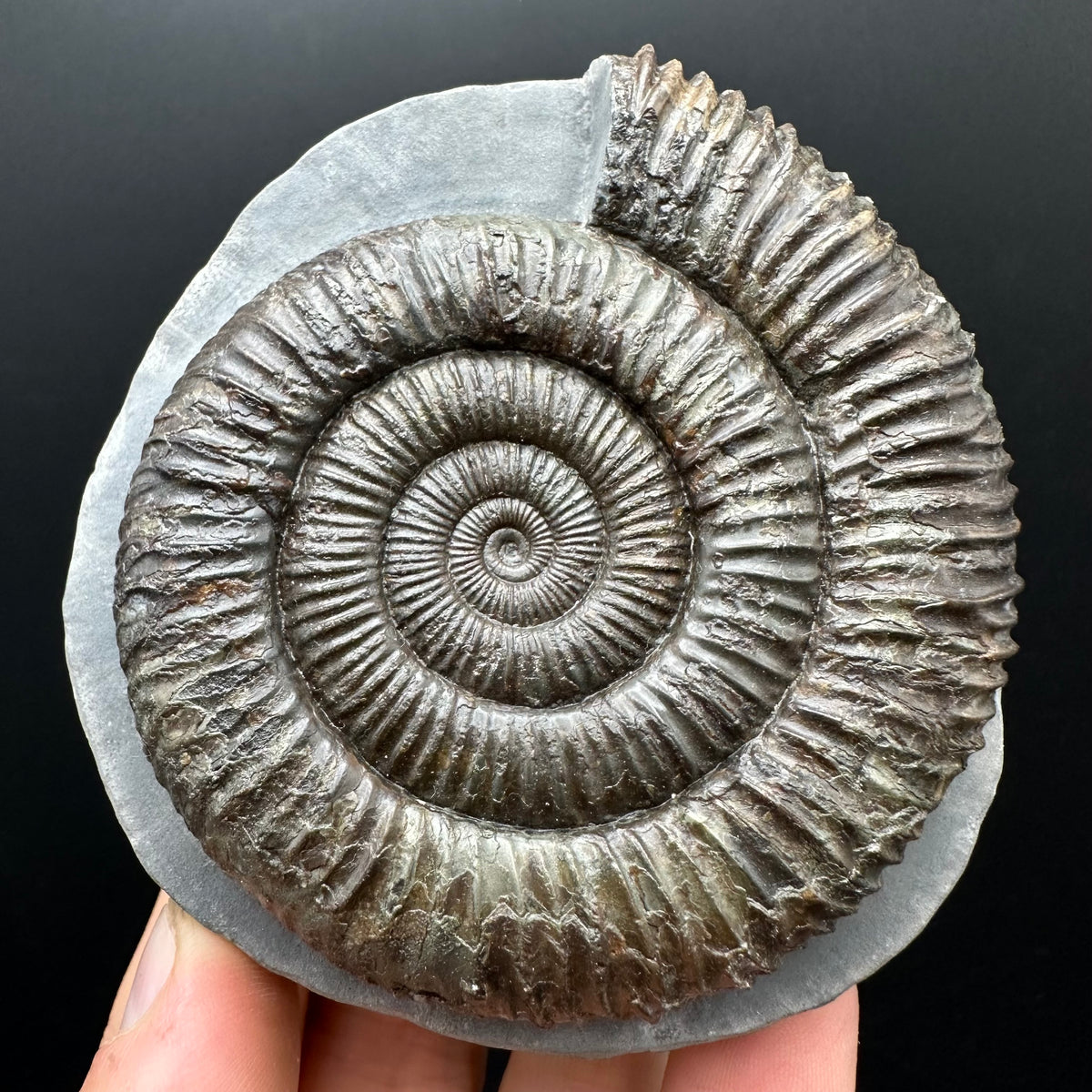 Dactylioceras Ammonite Fossil With box and Stand - Whitby, North Yorkshire Jurassic Coast Yorkshire Fossils