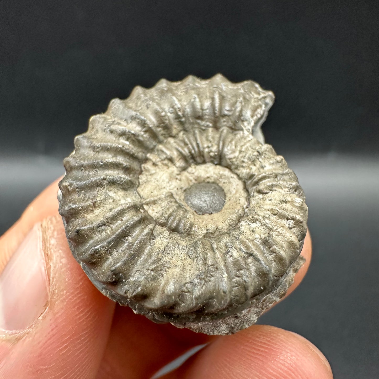 Pleuroceras hawskerense Ammonite fossil with box and stand - Whitby, North Yorkshire Jurassic Coast, Yorkshire fossils