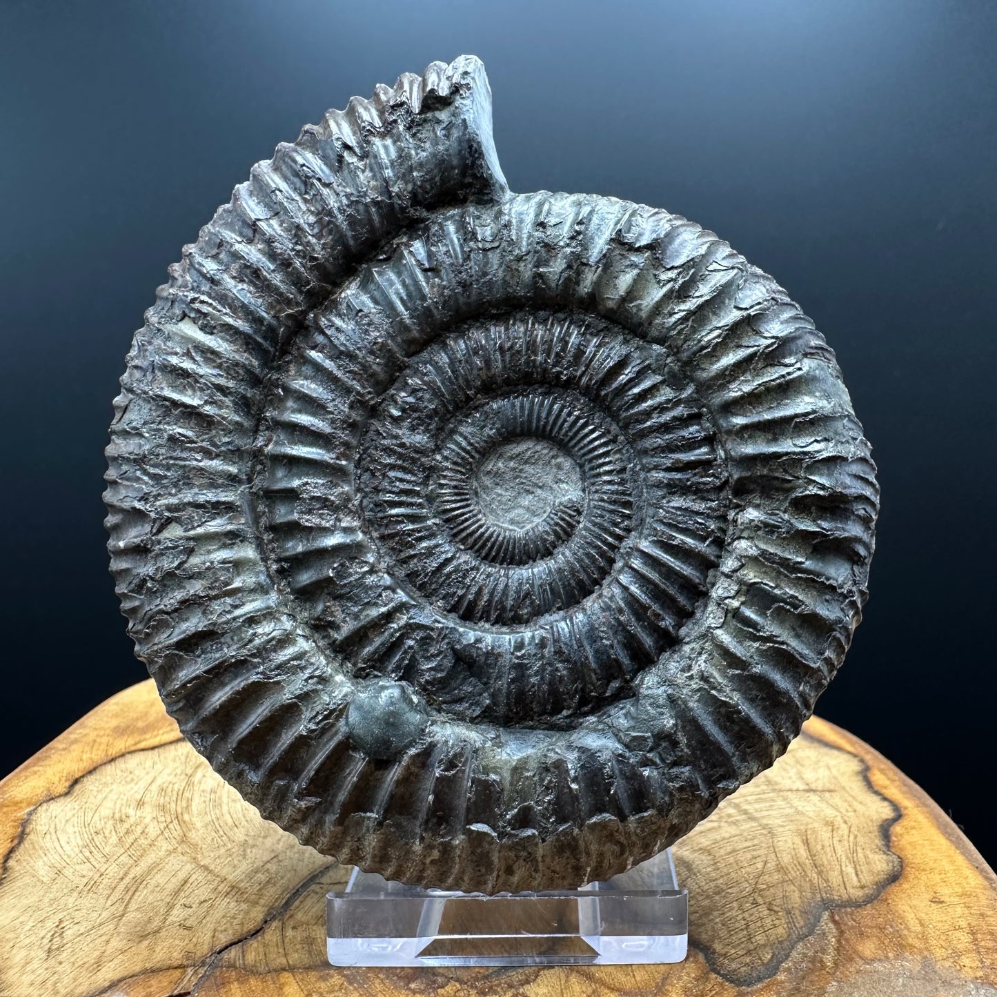 Dactylioceras Ammonite Fossil With box and Stand - Whitby, North Yorkshire Jurassic Coast Yorkshire Fossils