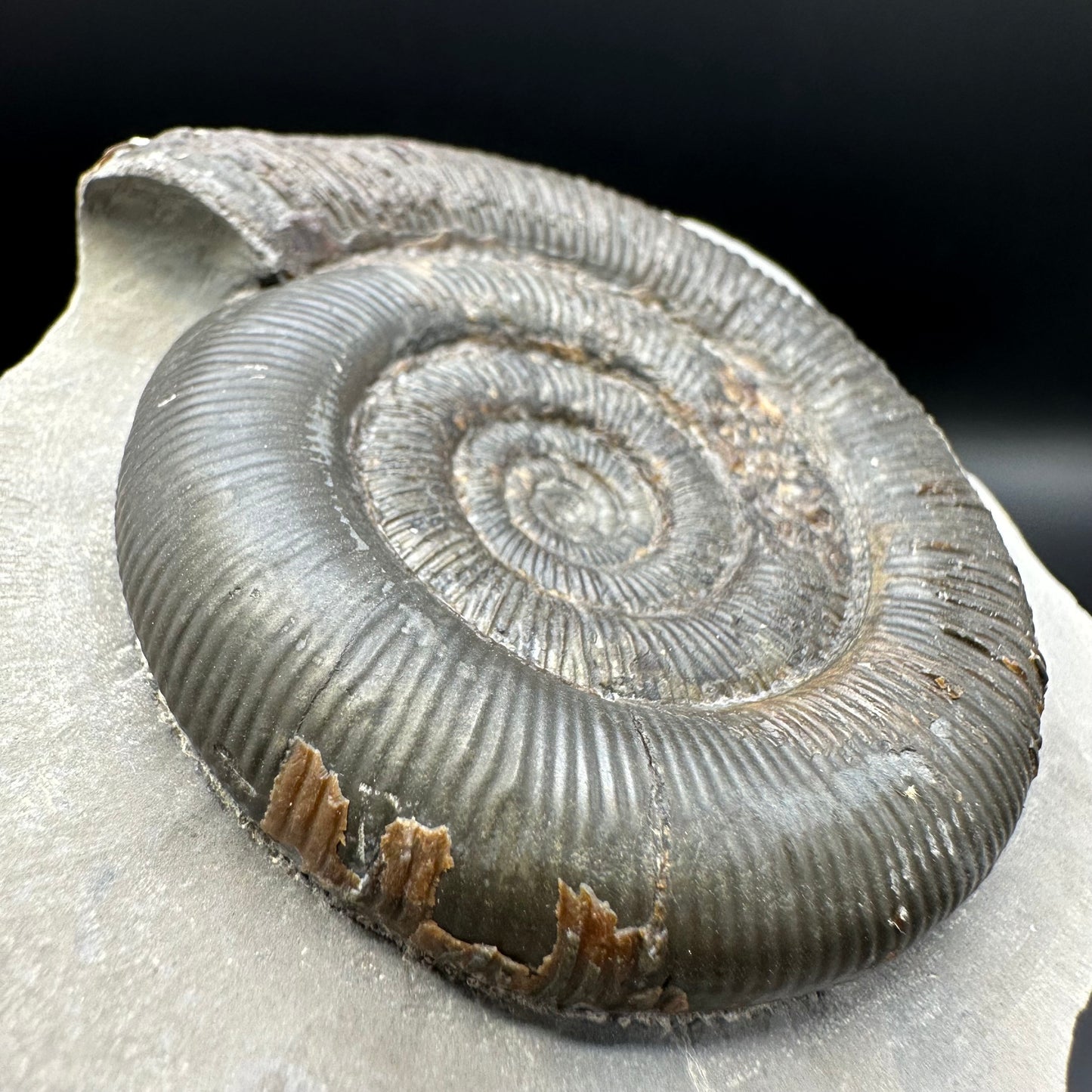 Dactylioceras tenuicostatum ammonite fossil with box and stand - Whitby, North Yorkshire Jurassic Coast