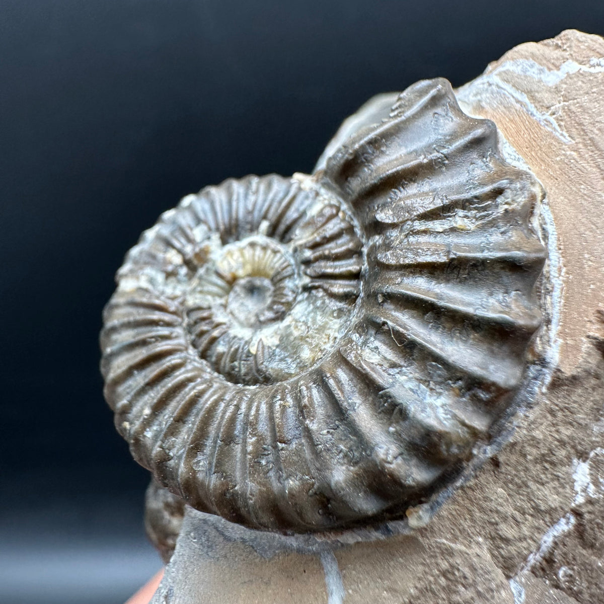 Pleuroceras paucicostatum ammonite fossil with box and stand - Whitby, North Yorkshire Jurassic Coast Yorkshire Fossils