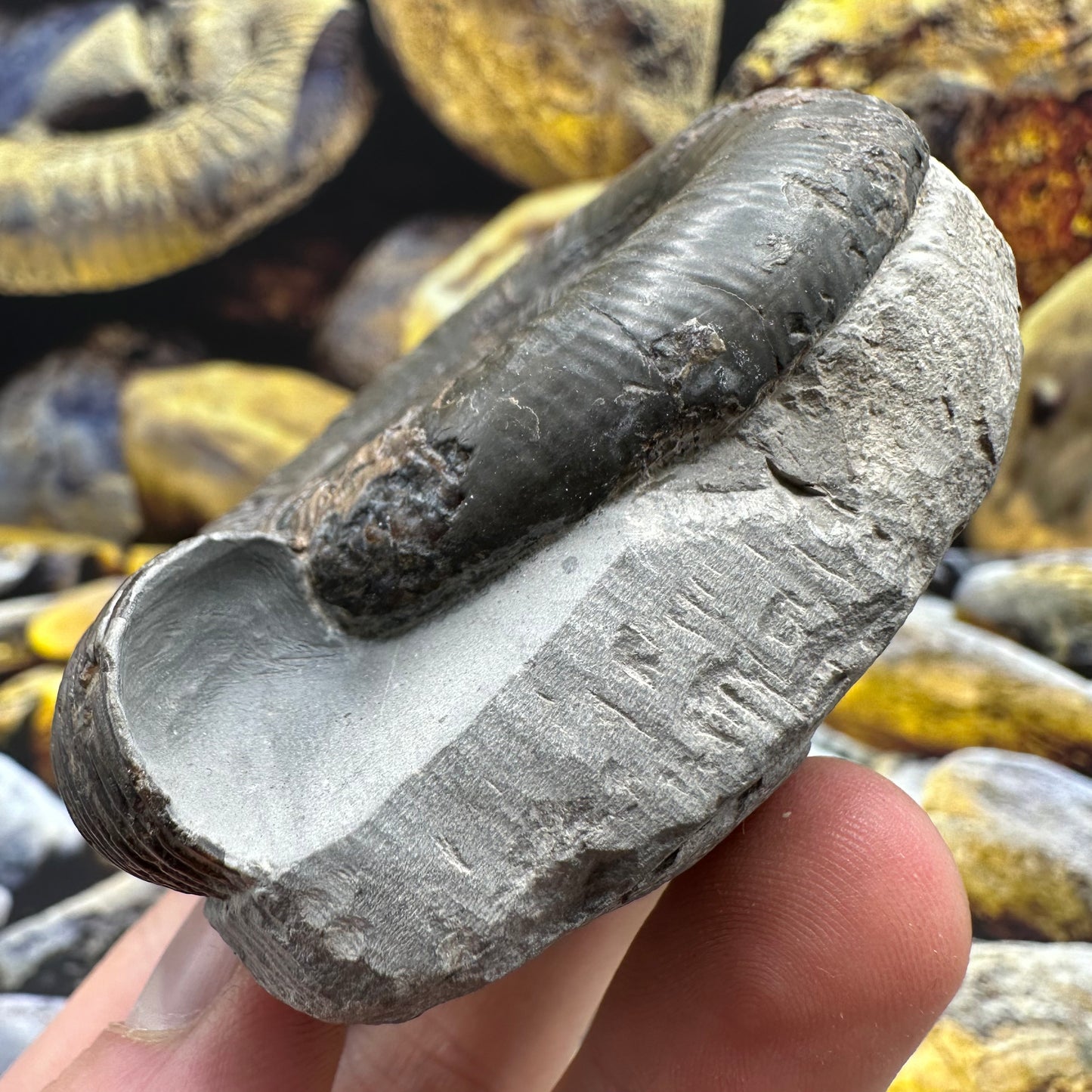 Dactylioceras tenuicostatum ammonite fossil - Whitby, North Yorkshire Jurassic Coast Yorkshire Fossils