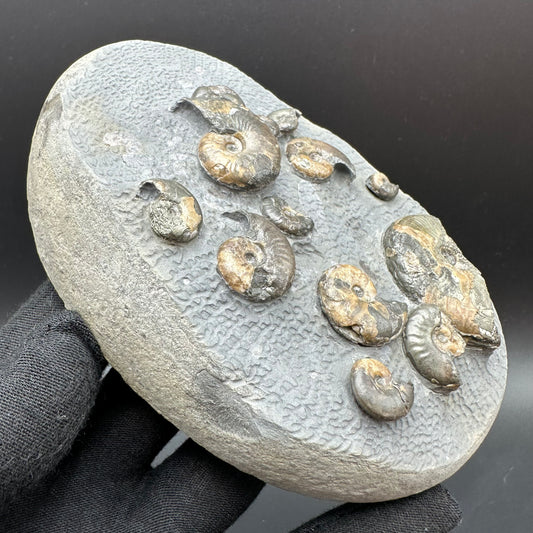 Eleganticeras Elegantulum ammonite fossil with box and stand - Whitby, North Yorkshire Jurassic Coast, Yorkshire Fossils