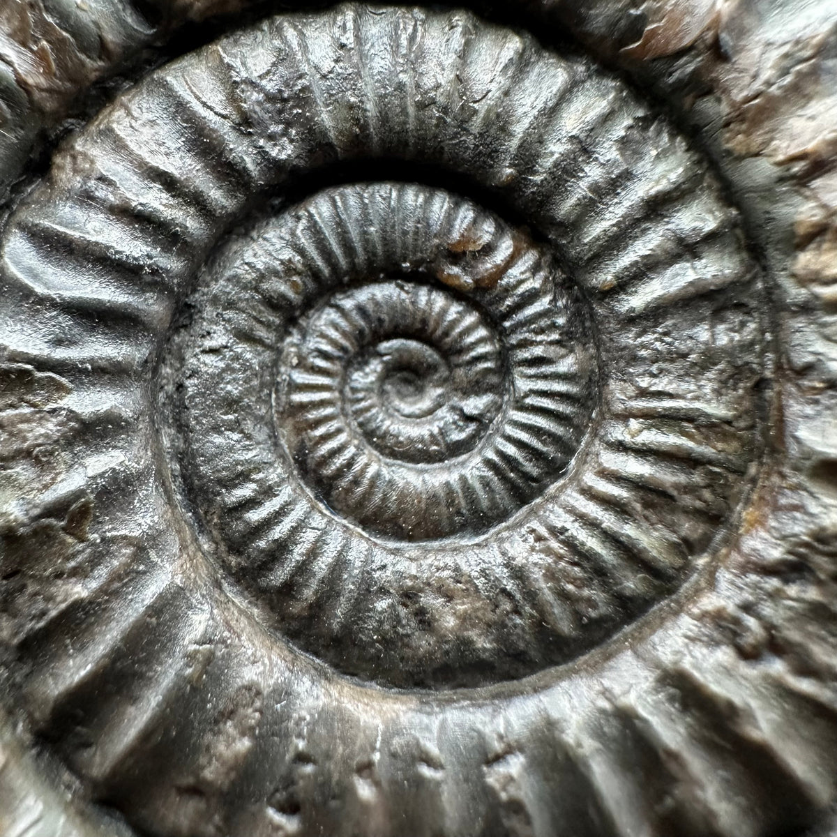 Dactylioceras Ammonite Fossil With box and Stand - Whitby, North Yorkshire Jurassic Coast Yorkshire Fossils
