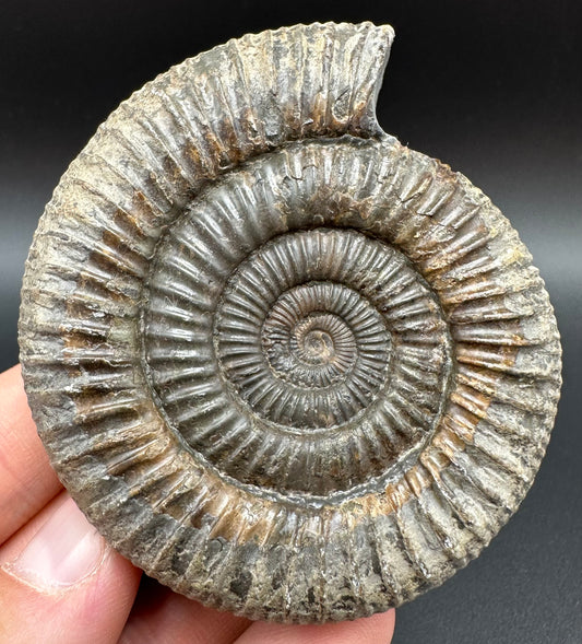 Dactylioceras Ammonite Fossil With Box And Stand - Whitby, North Yorkshire Jurassic Coast Yorkshire Fossils