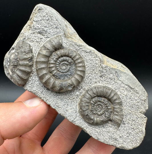 Arnioceras ammonite shell fossil with box and stand - Whitby, North Yorkshire Jurassic Coast Yorkshire Fossils