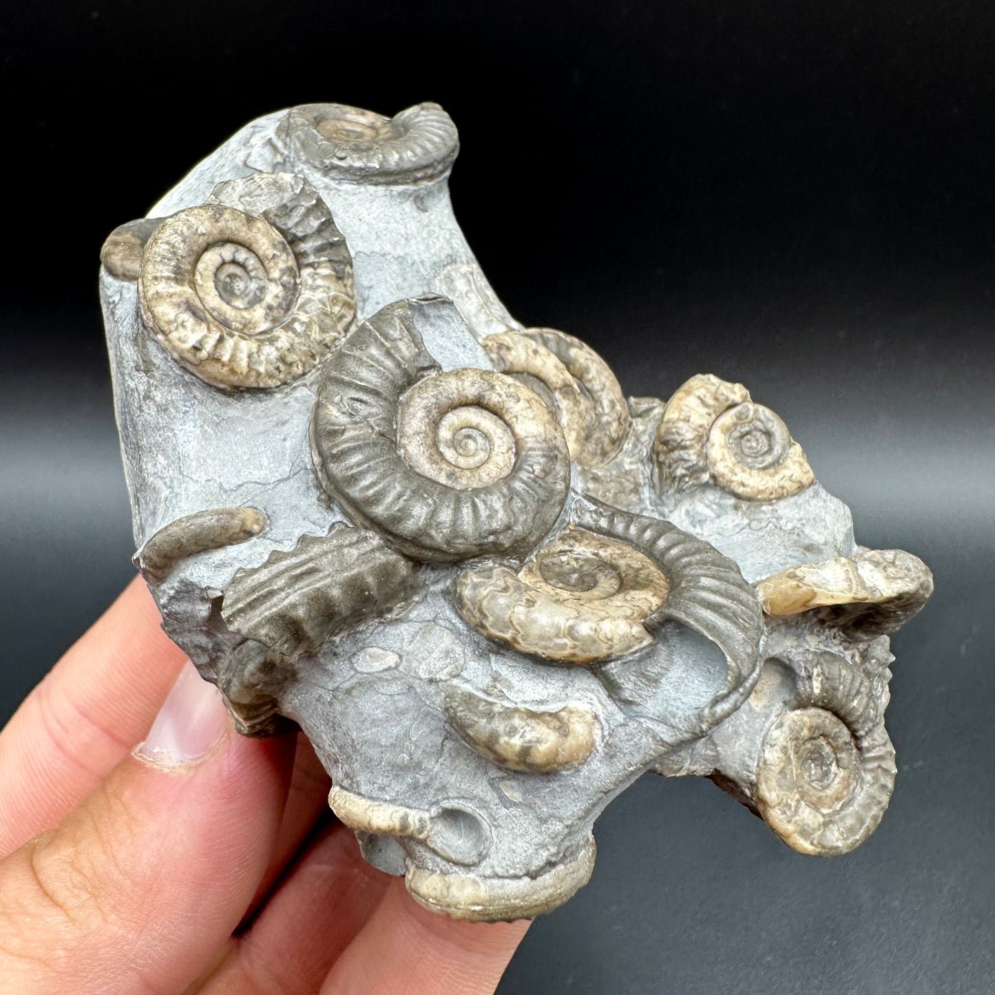 Arnioceras ammonite shell fossil with box and stand - Whitby, North Yorkshire Jurassic Coast Yorkshire Fossils