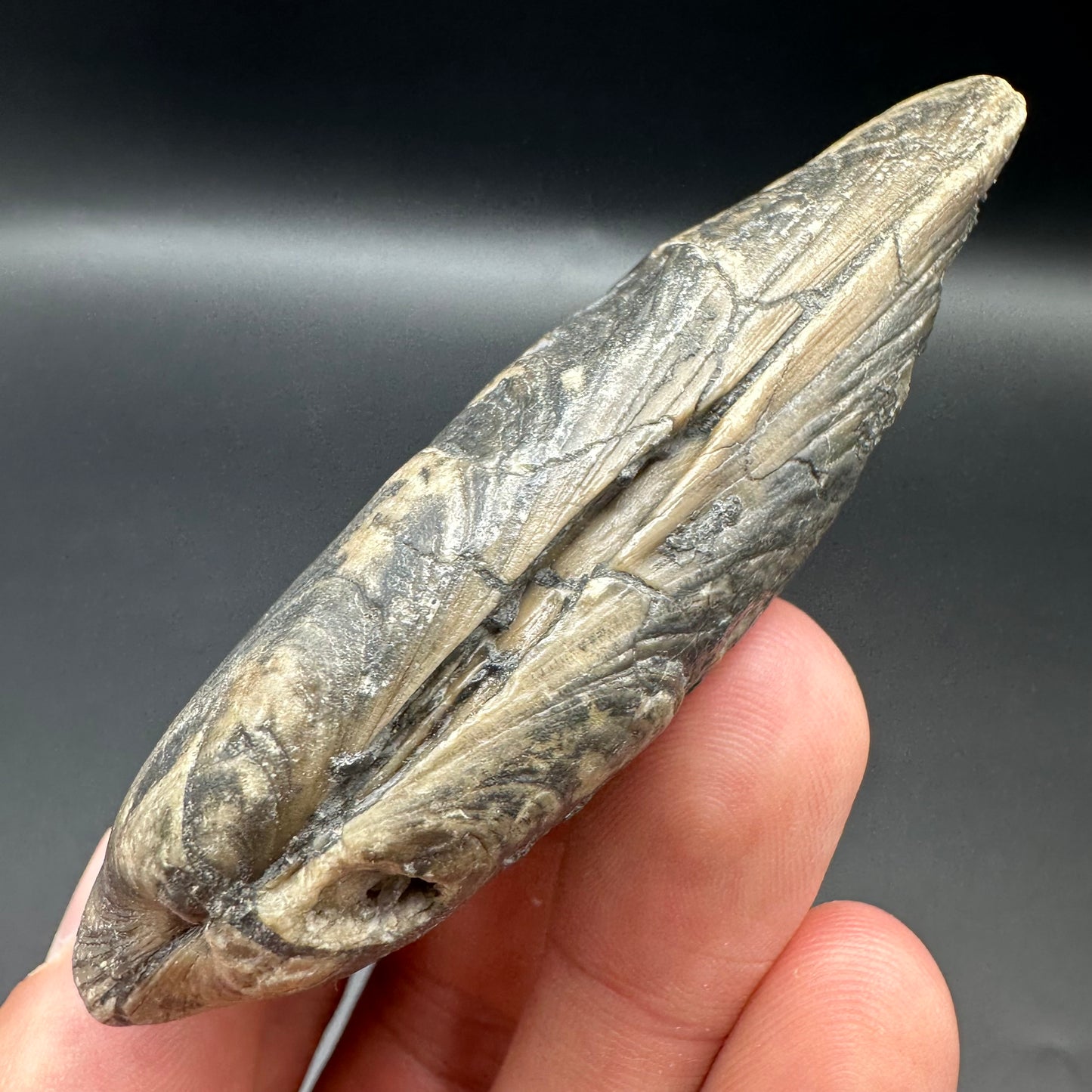 Shell fossil with box and stand - Whitby, North Yorkshire, Jurassic Coast, Yorkshire Fossils