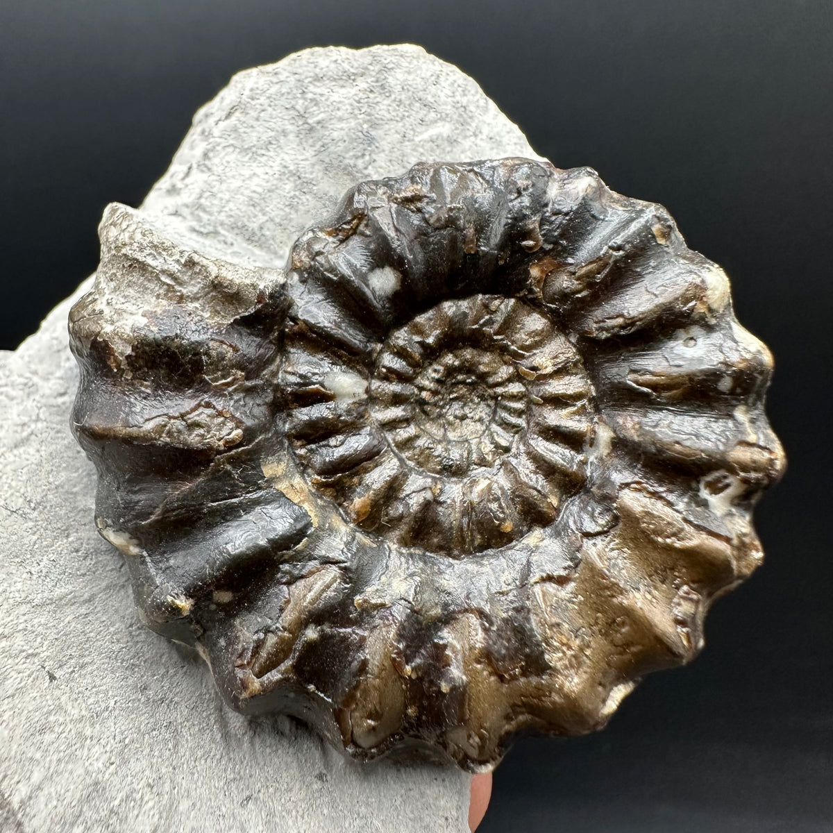 Androgynoceras maculatum ammonite fossil with box and stand - Whitby, North Yorkshire Jurassic Coast Yorkshire Fossils