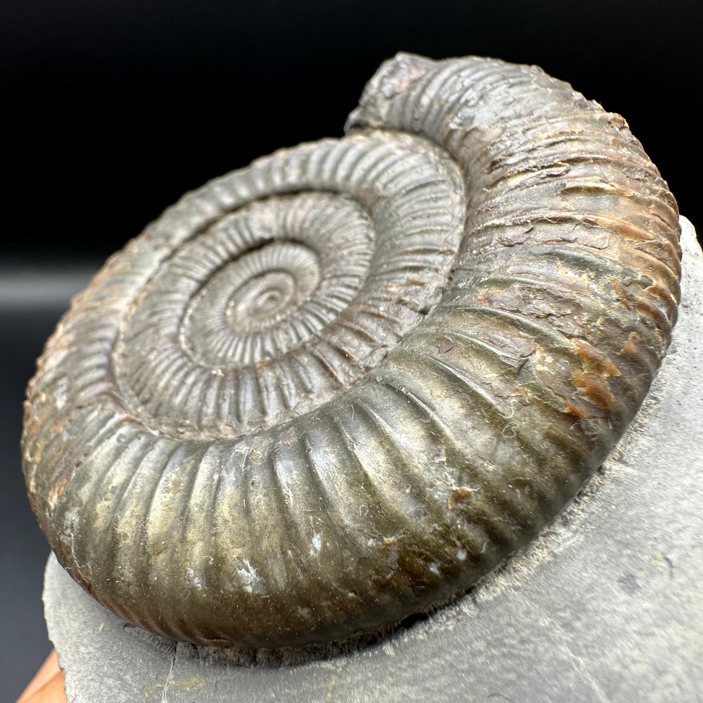 Dactylioceras Ammonite Fossil With Box And Stand - Whitby, North Yorkshire Jurassic Coast Yorkshire Fossils