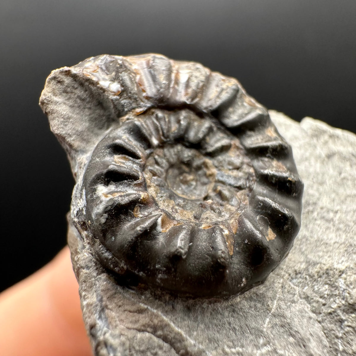 Amaltheus subnodosus Ammonite fossil with stand - Whitby, North Yorkshire Jurassic Coast Yorkshire Fossils
