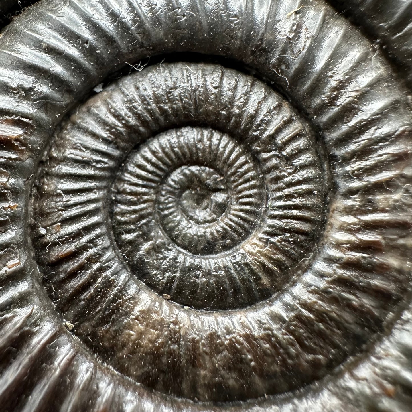 Dactylioceras Ammonite Fossil With box and Stand - Whitby, North Yorkshire Jurassic Coast Yorkshire Fossils
