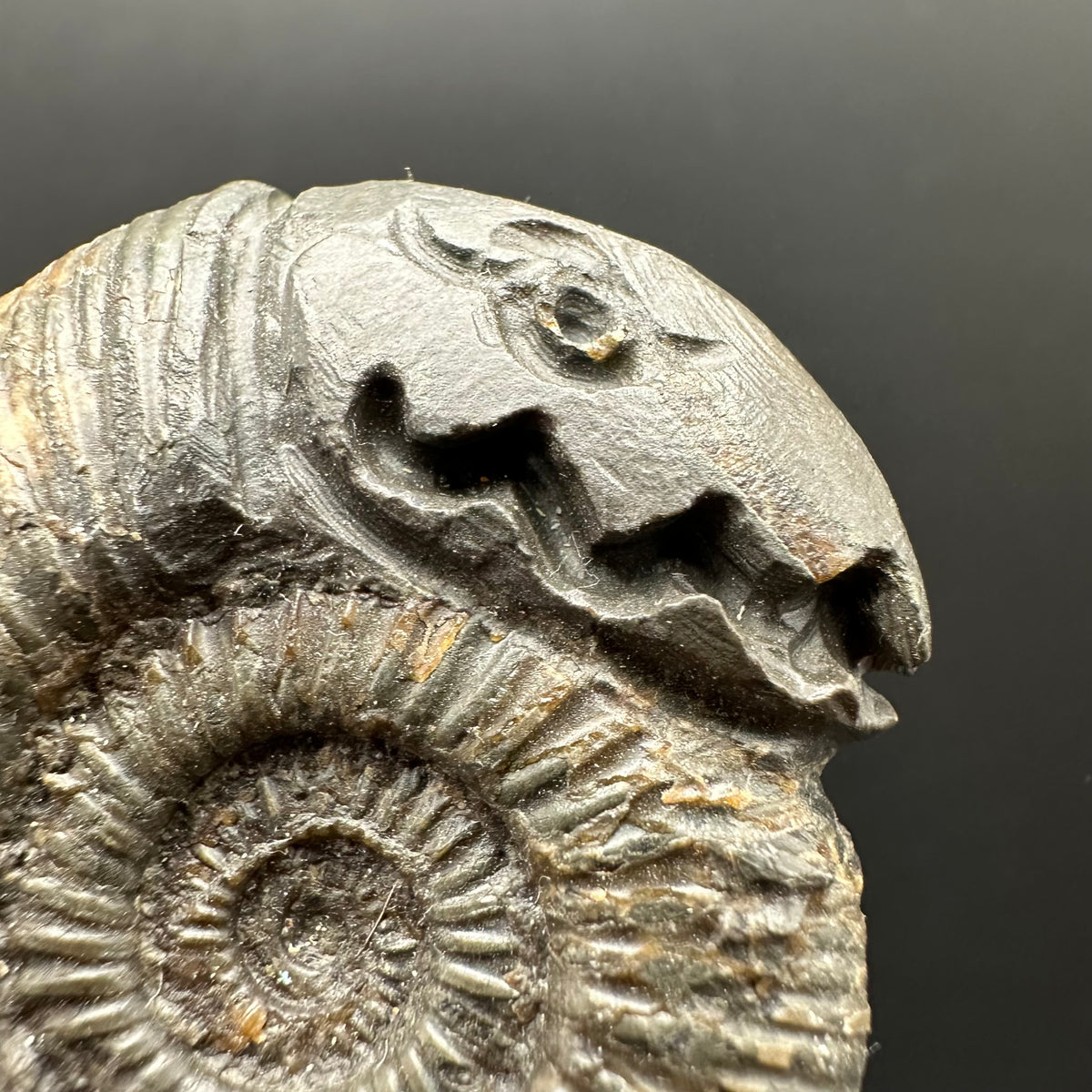 Snakestone Ammonite Fossil With Bag/Box And Stand - Whitby, North Yorkshire Jurassic Coast Yorkshire Fossils