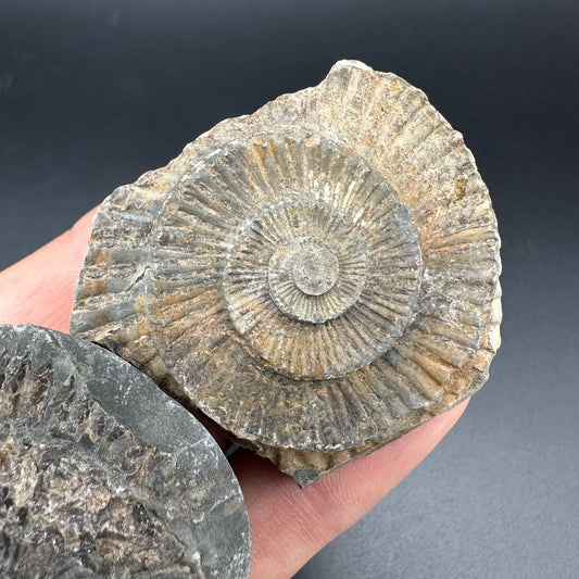 Dactylioceras imprint (negative) bundle ammonite shell fossil with box - Whitby, North Yorkshire, Yorkshire Fossils