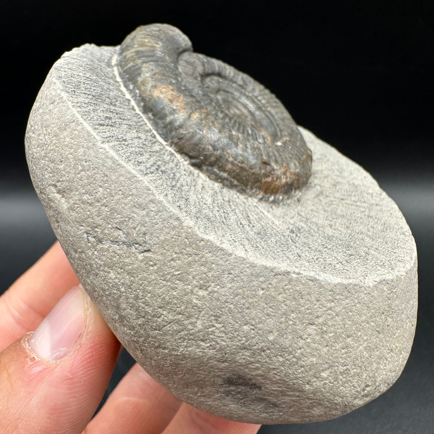 Dactylioceras Ammonite Fossil With Box And Stand - Whitby, North Yorkshire Jurassic Coast Yorkshire Fossils