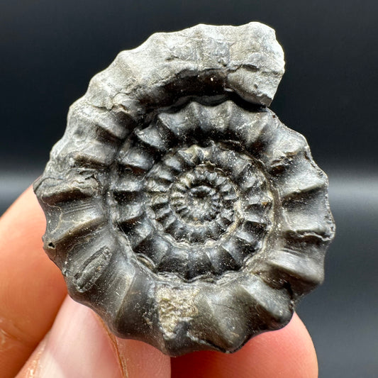 Gagaticeras ammonite fossil - Whitby, North Yorkshire Jurassic Coast Yorkshire Fossils