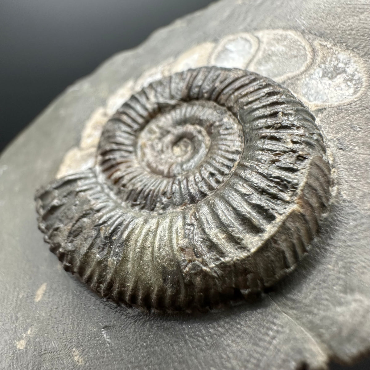 Dactylioceras Ammonite Fossil With box and Stand - Whitby, North Yorkshire Jurassic Coast Yorkshire Fossils