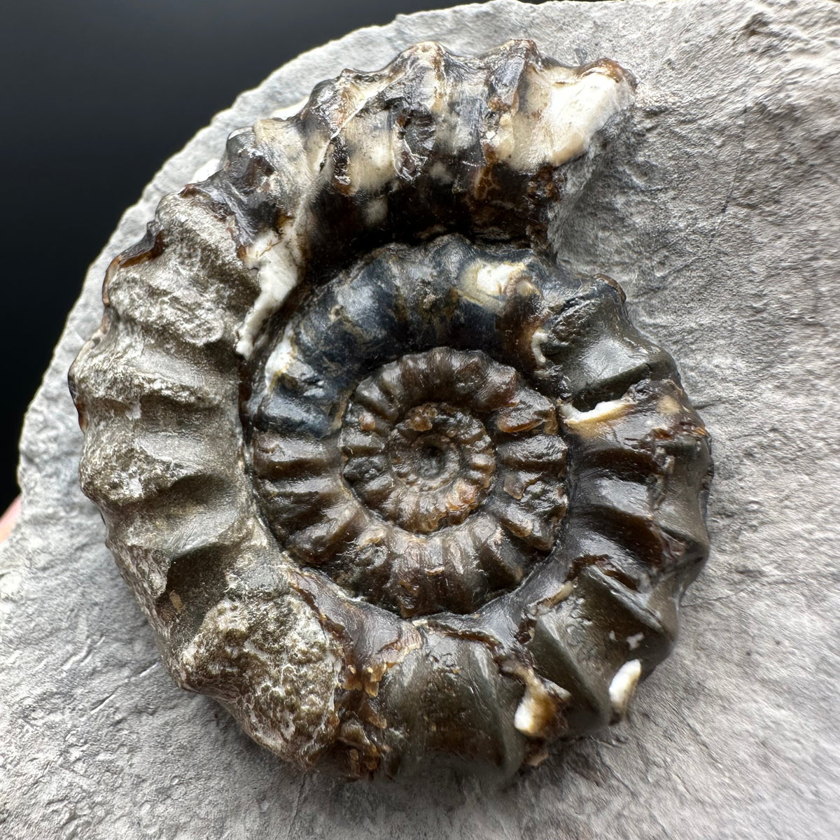 Androgynoceras maculatum ammonite fossil with box and stand - Whitby, North Yorkshire Jurassic Coast Yorkshire Fossils