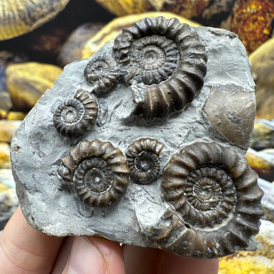 Gagaticeras ammonite fossil - Whitby, North Yorkshire Jurassic Coast