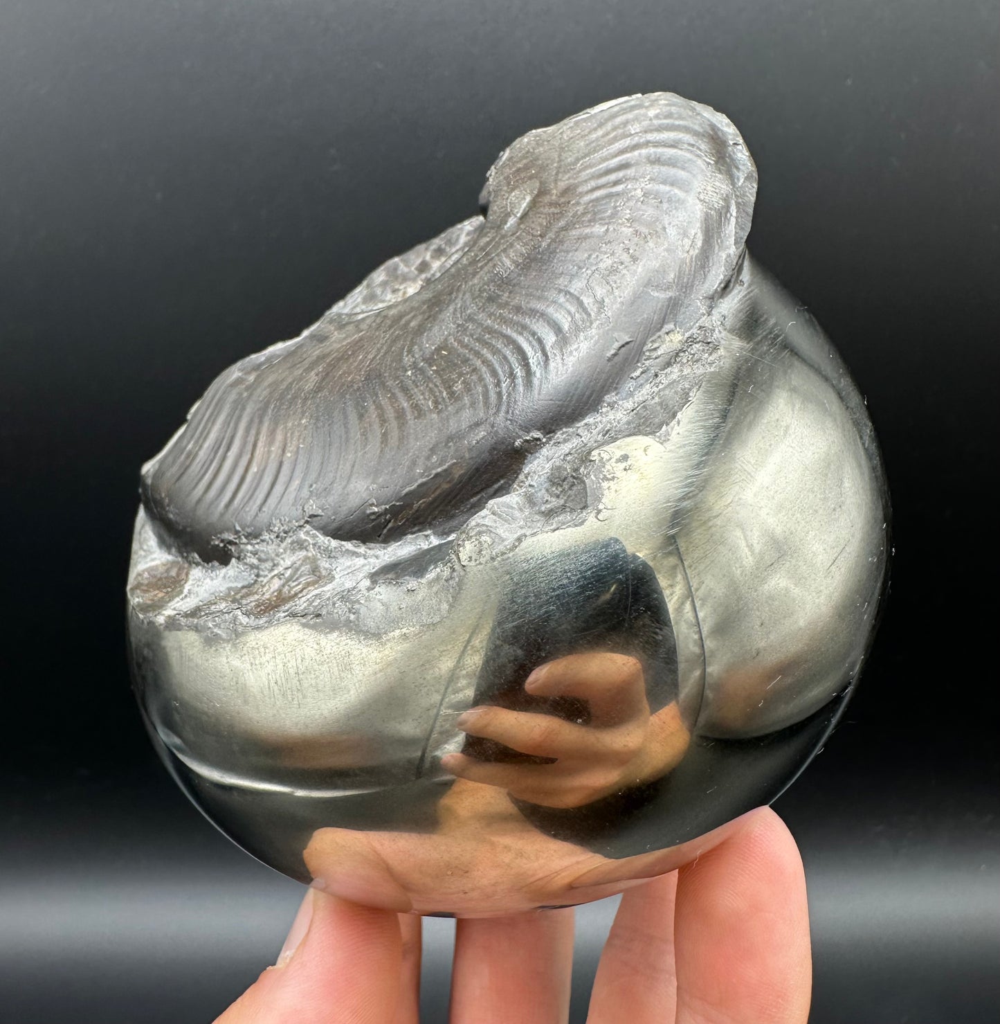 Golden Egg (GENUINE) Ammonite Fossil With Stand - Whitby, North Yorkshire Jurassic Coast Yorkshire Fossils