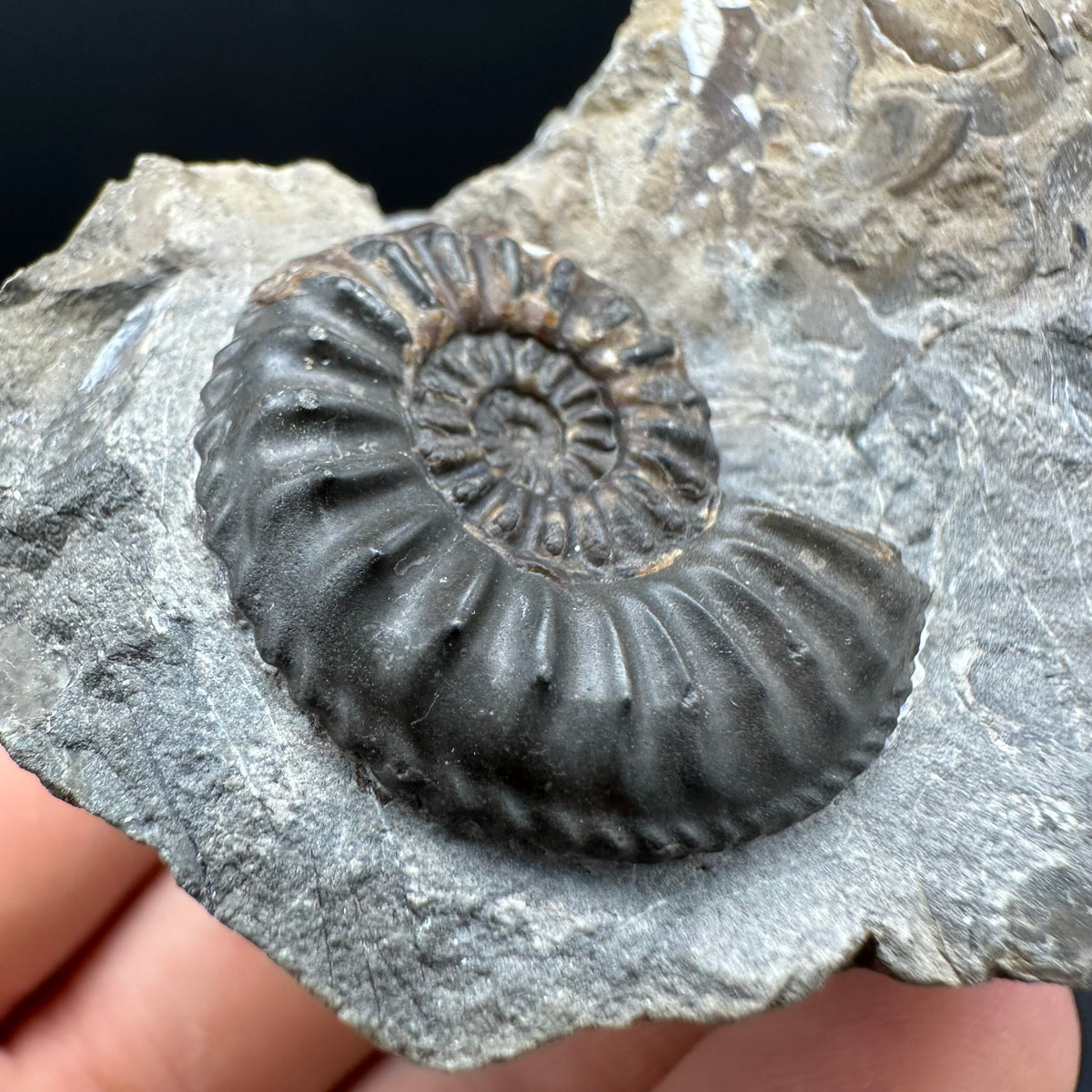 Amaltheus subnodosus Ammonite fossil with stand - Whitby, North Yorkshire Jurassic Coast Yorkshire Fossils