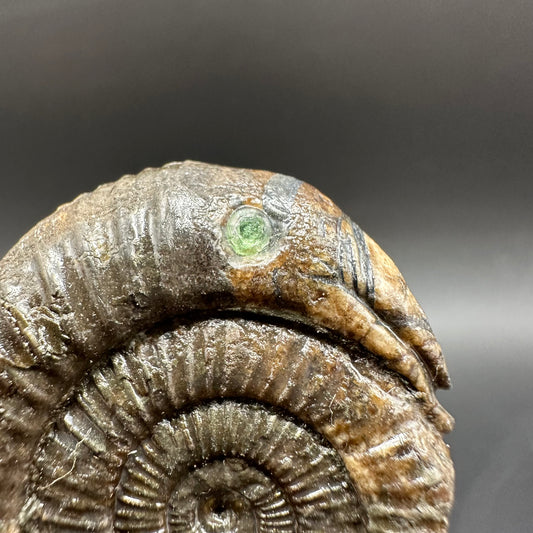 Snakestone Ammonite Fossil With Bag/Box And Stand - Whitby, North Yorkshire Jurassic Coast Yorkshire Fossils